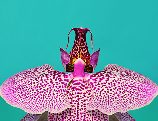 포토 JPG 해외이미지 식물 디자인 꽃잎 꽃 분홍색 꽃무늬 자연 오리 사람없음 장식 컬러풀 노란색 정원 성장 벚꽃 난초 우아함 묘사 향기 심플 아로마 호접란 내추럴 대칭 이국적 해외포토 컬러 컨셉 무늬 조류 생태계 냄새 파일형식 이미지허브