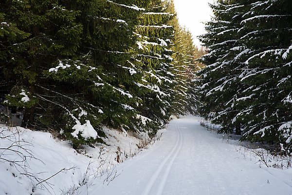 포토 JPG 해외이미지 나무 계절 유럽 스포츠 십자가 겨울 자국 자연 날씨 휴가 스키 산 사람없음 야외 달리기 추위 덮개 흰색 신선 소나무 숲 순수 휴양지 서리 북쪽 침엽수 전나무 방법 선로 해외포토 식물 나라 컬러 컨셉 모션 겨울스포츠 장소 뚜껑 방향 생태계 파일형식 이미지허브