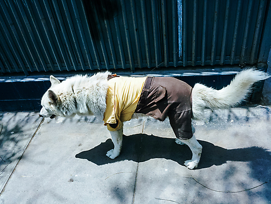 포토 JPG 해외이미지 동물 구름 캐릭터 응시 무기 포유류 친절 실내 경비 안전 앉기 사람없음 울타리 반려동물 갈색 머리 유머 개 보호 작음 장애물 가죽 자르기 전쟁 보안 비글 병정 기르기 해외포토 자연요소 시선 감정 컬러 컨셉 모션 내부 신체부위 담장 크기 돌봄 파일형식 이미지허브