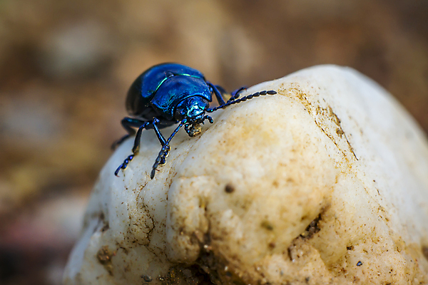 포토 JPG 해외이미지 식물 동물 디자인 계절 꽃잎 꽃 야생동물 곤충 백그라운드 잎 꽃무늬 날개 자연 사람없음 야외 초록색 물 여름 파란색 빛 컬러풀 환경 정원 봄 젖음 벚꽃 흰색 물방울 신선 닫기 벌레 이슬 작음 민들레 빗방울 묘사 내추럴 고립 해외포토 자연요소 컬러 무늬 모션 비_날씨 크기 생태계 파일형식 이미지허브