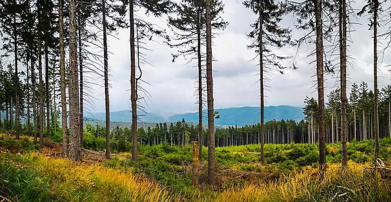 포토 JPG 해외이미지 나무 식물 공원 유럽 여행 자연 하늘 산 파노라마 풍경 사람없음 야외 목재 초록색 여름 빛 햇빛 뷰티 환경 숲 폴란드 내추럴 얇은 해외포토 계절 공공시설 나라 컬러 재료 촬영기법 태양 생태계 파일형식 이미지허브