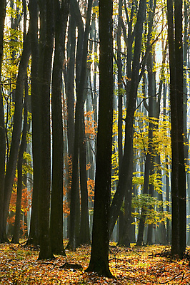 포토 JPG 해외이미지 나무 식물 계절 공원 도로 길 여행 잎 오렌지 자연 산 요정 풍경 사람없음 야외 초록색 컬러풀 노란색 활발 안개 가을 나뭇가지 시골 황금 숲 11월 마법 루마니아 10월 내추럴 방법 뿌연 선로 전국 해외포토 공공시설 유럽 컬러 컨셉 과일 교통시설 날씨 날짜 생태계 파일형식 이미지허브