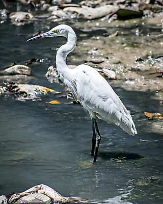 포토 JPG 해외이미지 식물 꽃잎 꽃 종교 호수 줄기 분홍색 잎 자연 사람없음 야외 초록색 물 뷰티 평화 환경 정원 맑음 어둠 고요 봄 젖음 벚꽃 연못 순수 베트남 신성 정맥 해외포토 자연요소 계절 컬러 컨셉 날씨 동남아시아 생태계 혈관 파일형식 이미지허브