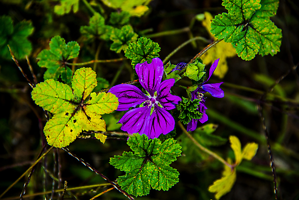 포토 JPG 해외이미지 꽃잎 잎 자연 근접촬영 사람없음 뷰티 봄 들꽃 해외포토 식물 계절 꽃 뷰포인트 생태계 파일형식 이미지허브