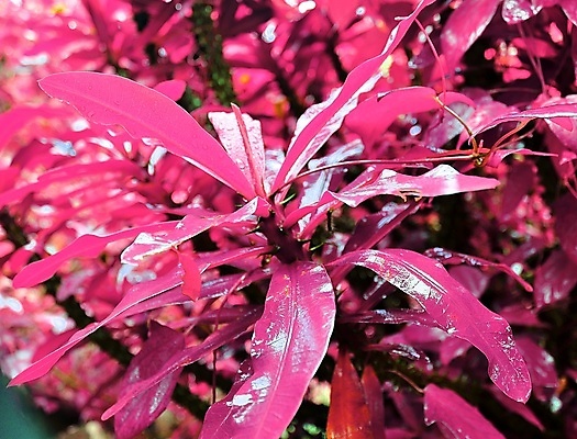 포토 JPG 해외이미지 분홍색 사람없음 야외 야자수 세이셸 야자수잎 해외포토 나무 컬러 잎 아프리카 파일형식 이미지허브