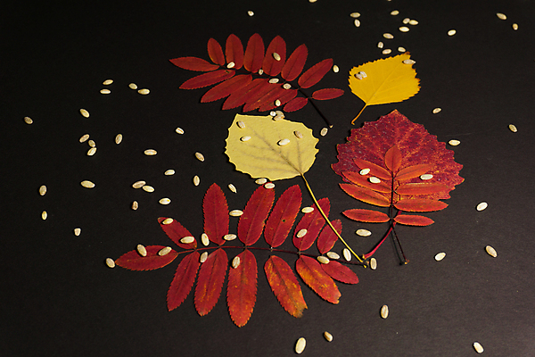 포토 JPG 해외이미지 모양 나무 식물 계절 꽃 백그라운드 잎 겨울 패턴 오렌지 부분 자연 건조 골격 사람없음 야외 갈색 노란색 새싹 환경 정원 흙 봄 흰색 나뭇가지 죽음 투명 숲 척추 묘사 질감 화석 망사 정맥 내추럴 고립 얇은 엘리먼트 옛날 해외포토 컬러 무늬 과일 뼈 직물 생태계 혈관 파일형식 이미지허브