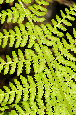 포토 JPG 해외이미지 식물 공원 유럽 야생동물 여행 잎 자연 국립공원 사람없음 야외 초록색 뷰티 환경 다양 스페인 보호 생태계 생물학 서식지 무료 보호구역 생태학 양치류 해외포토 동물 공공시설 교육 나라 컬러 다수 컨셉 구역 파일형식 이미지허브