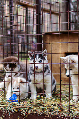 포토 JPG 해외이미지 동물 커플 응시 얼굴 새끼 컨셉 장난 포유류 자연 털 사람없음 파란색 울타리 반려동물 반사 자유 흰색 침대 바 개 강아지 작음 나무상자 보안 수의사 송곳니 노숙자 기르기 돌봄 시베리아 해외포토 시선 컬러 가구 관계 모션 안전 신체부위 담장 상자 의사 치아 크기 생태계 파일형식 이미지허브