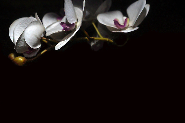 포토 JPG 해외이미지 꽃 선 줄기 분홍색 백그라운드 유리 친절 사람없음 컬러풀 반사 보라색 검은색 스파 거울 흰색 난초 고급 자르기 싱글 분무기 마법 고립 카피스페이스 해외포토 식물 컬러 컨셉 모션 재질 공백 파일형식 이미지허브