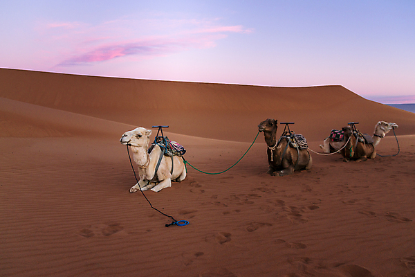 포토 JPG 해외이미지 동물 전통 야생동물 모래 여행 컨셉 포유류 교통시설 아프리카 자연 하늘 건조 이집트 풍경 사람없음 야외 여름 파란색 갈색 머리 일몰 새벽 사막 뜨거움 황무지 모래언덕 사파리 낙타 아라비아 모로코 사하라 사우디아라비아 단봉낙타 두바이 해외포토 자연요소 계절 나라 컬러 교통 중동 신체부위 노을 언덕 시설 생태계 아랍에미리트 파일형식 이미지허브