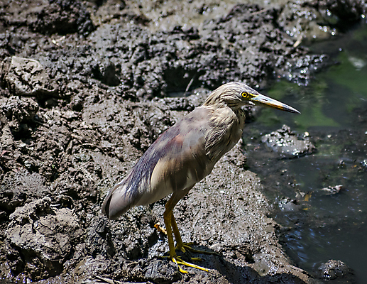 포토 JPG 해외이미지 동물 호수 야생동물 음식 바다 날개 자연 조류 하늘 아침 연꽃 사람없음 초록색 물 반사 갈색 흐름 연못 황무지 닫기 보호 습지 인도인 왜가리 깃털 검색 부리 물새 철새 계산서 수유 해외포토 주간 자연요소 외국인 꽃 컬러 컨셉 모션 동양인 생태계 파일형식 이미지허브