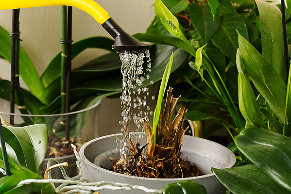 포토 JPG 해외이미지 식물 화분 사람없음 물뿌리개 물방울 물주기 원예 식물키우기 해외포토 모션 취미 파일형식 이미지허브