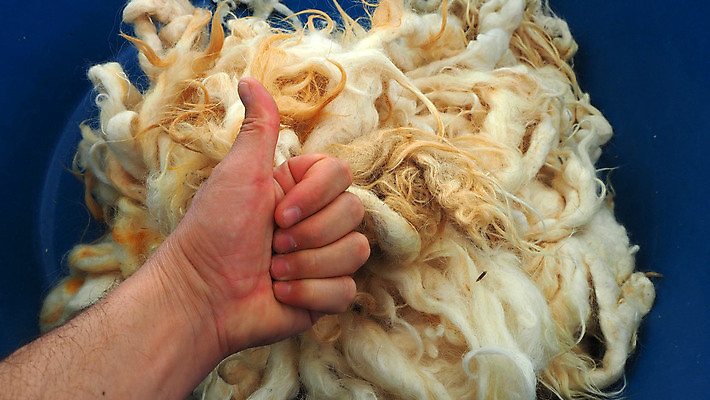 포토 JPG 해외이미지 동물 백그라운드 패턴 자연 표면 털 따뜻함 사람없음 유행 코트 흰색 직물 양 피부 묘사 질감 부드러움 양고기 내추럴 양모 해외포토 컬러 무늬 포유류 육류 신체부위 외투 감각 생태계 파일형식 이미지허브