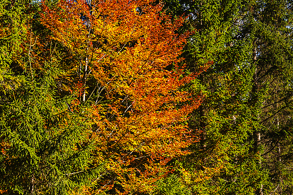 포토 JPG 해외이미지 나무 계절 공원 행복 백그라운드 이동 단풍 잎 오렌지 자연 건조 건강 풍경 사람없음 야외 장식 빨간색 컬러풀 햇빛 태양 뷰티 갈색 노란색 하이킹 가을 나뭇가지 변화 닫기 숲 11월 오브젝트 염색 10월 엘리먼트 해외포토 자연요소 식물 공공시설 감정 컬러 컨셉 과일 모션 레저 날짜 생태계 파일형식 이미지허브