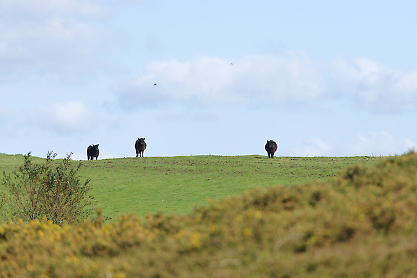 포토 JPG 해외이미지 동물 응시 계절 밭 농업 하늘 따뜻함 3 서기 사람없음 초록색 여름 우주 검은색 가축 산책 시골 오픈 그룹 소 군중 큼 언덕 호기심 윤곽 내추럴 경보 기르기 밭일 수평선 해외포토 시선 감정 산업 컬러 컨셉 포유류 모션 휴식 사람 크기 돌봄 파일형식 이미지허브