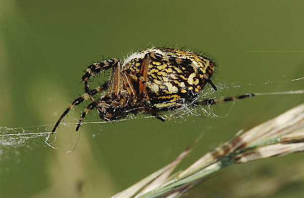 포토 JPG 해외이미지 한마리 자연 사람없음 야외 초록색 웹 거미 깨짐 짜기 해외포토 1 컬러 곤충 컨셉 인터넷 모션 생태계 파일형식 이미지허브