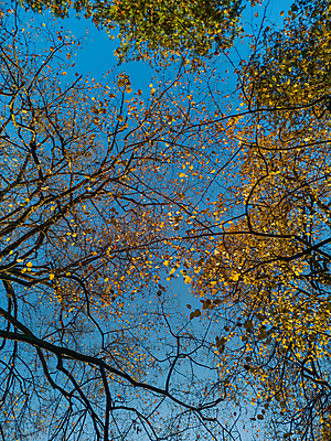 포토 JPG 해외이미지 나무 식물 응시 계절 공원 유럽 잎 자연 하늘 풍경 사람없음 야외 목재 초록색 여름 파란색 빛 햇빛 태양 뷰티 노란색 환경 봄 가을 나뭇가지 숲 상승 폴란드 숨김 내추럴 해외포토 자연요소 시선 공공시설 나라 컬러 컨셉 재료 생태계 파일형식 이미지허브
