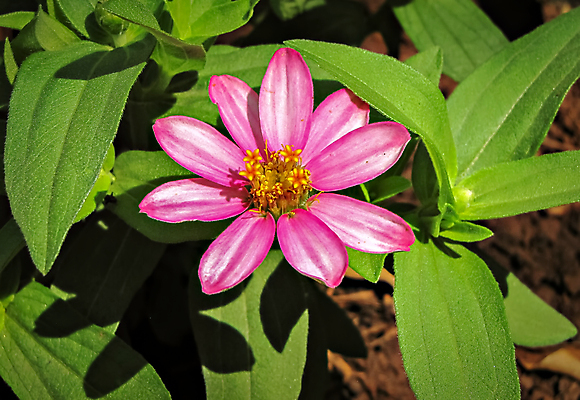 포토 JPG 해외이미지 식물 꽃잎 꽃 종교 호수 줄기 분홍색 잎 자연 연꽃 사람없음 야외 초록색 물 여름 뷰티 평화 환경 정원 맑음 어둠 고요 봄 젖음 벚꽃 연못 순수 베트남 신성 정맥 해외포토 자연요소 계절 컬러 컨셉 날씨 동남아시아 생태계 혈관 파일형식 이미지허브