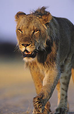 포토 JPG 해외이미지 동물 한마리 1 야생동물 포유류 의학 자연 사람없음 야외 걷기 고양이 산책 고독 사자 공격 소통 해외포토 감정 컨셉 모션 휴식 반려동물 생태계 파일형식 이미지허브