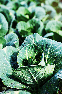 포토 JPG 해외이미지 식물 산업 음식 백그라운드 잎 겨울 밭 농업 채소 자연 산 건강 풍경 사람없음 야외 초록색 물 여름 농작물 농장 농경지 정원 흙 봄 젖음 수확 성장 시골 신선 상추 유기농 양배추 유지 내추럴 밭일 줄서기 해외포토 자연요소 웰빙 계절 컬러 모션 생태계 파일형식 이미지허브