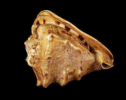 포토 JPG 해외이미지 모양 동물 1 바다 백그라운드 자연 조개 휴식 연체동물 건조 뿔 나선형 갑각류 사람없음 장식 여름 갈색 검은색 소용돌이 껍질 소라 고독 헬멧 오브젝트 속도 달팽이 기념품 느림 고립 앵무조개 이국적 비건 해외포토 계절 감정 컬러 컨셉 무늬 어패류 무척추동물 회오리 보호장비 생태계 채식주의자 파일형식 이미지허브