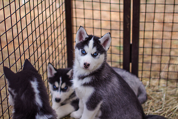 포토 JPG 해외이미지 동물 커플 응시 얼굴 새끼 컨셉 장난 포유류 자연 털 사람없음 파란색 울타리 반려동물 반사 자유 흰색 침대 바 개 강아지 작음 나무상자 보안 수의사 송곳니 노숙자 기르기 돌봄 시베리아 해외포토 시선 컬러 가구 관계 모션 안전 신체부위 담장 상자 의사 치아 크기 생태계 파일형식 이미지허브