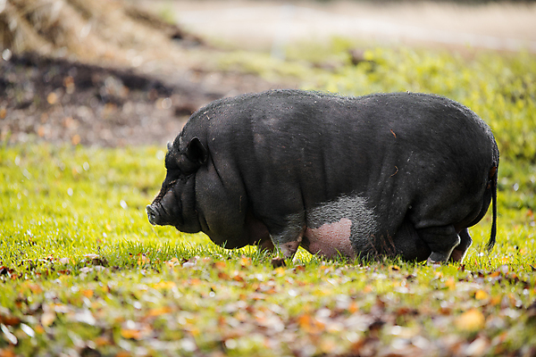 포토 JPG 해외이미지 동물 응시 얼굴 야생동물 밭 농업 포유류 자연 생물 털 육류 돼지고기 사람없음 야외 목재 반려동물 농장 환경 검은색 가축 돼지 바이러스 큼 코 주둥이 멧돼지 기르기 동물상 밭일 옛날 지능 특징 해외포토 나무 시선 산업 컬러 식재료 재료 신체부위 조형물 크기 생태계 돌봄 파일형식 이미지허브