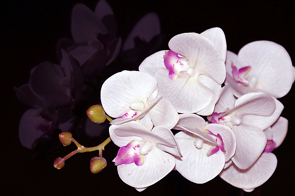 포토 JPG 해외이미지 꽃 선 줄기 분홍색 백그라운드 유리 친절 사람없음 컬러풀 반사 보라색 검은색 스파 거울 흰색 난초 고급 자르기 싱글 분무기 마법 고립 카피스페이스 해외포토 식물 컬러 컨셉 모션 재질 공백 파일형식 이미지허브