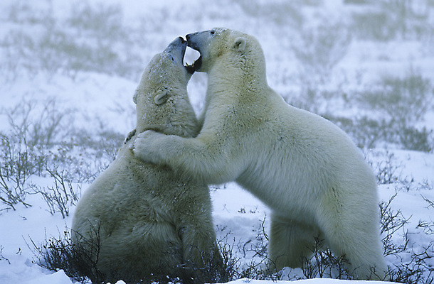 포토 JPG 해외이미지 야생동물 새끼 캐나다 겨울 장난 곰 포유류 놀이 사람없음 야외 옆모습 해외포토 동물 계절 뷰포인트 북아메리카 파일형식 이미지허브