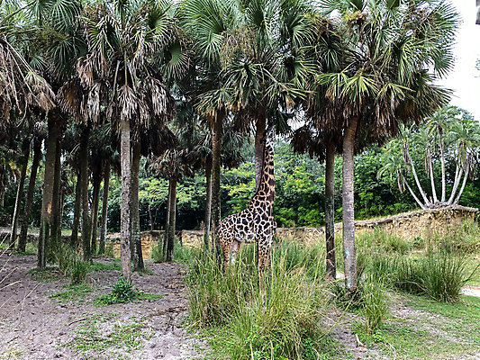 포토 JPG 해외이미지 동물 구름 공원 여행 비즈니스 포유류 가족 아프리카 자연 하늘 건조 동물원 풍경 사람없음 야외 컬러풀 태양 탑 미국 사막 자녀 뜨거움 숲 위험 큼 기린 사파리 장면 멸종 남쪽 사바나 왕국 플로리다 해외포토 자연요소 건축물 공공시설 나라 컬러 컨셉 북아메리카 관계 크기 방향 생태계 파일형식 이미지허브