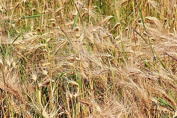 포토 JPG 해외이미지 식물 아시아 음식 빵 잎 농업 자연 하늘 밥 표면 선인장 옥수수 씨앗 사람없음 초록색 농작물 농장 노란색 정원 봄 수확 성장 시골 신선 황금 낟알 시리얼 밀 허브 추수감사절 로즈메리 밀짚 내추럴 논밭 밭일 숙성 호밀 카피스페이스 해외포토 계절 나라 산업 기독교 컬러 밭 곡류 논 공백 짚 생태계 파일형식 이미지허브