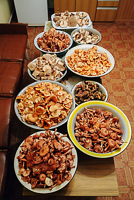 포토 JPG 해외이미지 식물 계절 음식 다이어트 채소 자연 건강 사람없음 야외 초록색 여름 갈색 바구니 맑음 식사 버섯 하이킹 수확 가을 신선 숲 수집 먹기 허브 유기농 성분 내추럴 곰팡이 그물버섯 삼림지대 식용 해외포토 웰빙 컬러 농업 모션 레저 날씨 생태계 파일형식 이미지허브