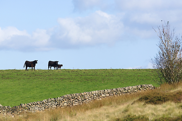 포토 JPG 해외이미지 동물 계절 어린이 밭 농업 가족 하늘 영국 따뜻함 사람없음 야외 여름 파란색 햇빛 농장 우주 맑음 가축 침묵 자녀 시골 소 아빠 요크셔테리어 황소 윤곽 송아지 밭일 지원 수평선 카피스페이스 해외포토 유럽 산업 새끼 컬러 포유류 관계 날씨 사람 태양 소리 공백 테리어 파일형식 이미지허브