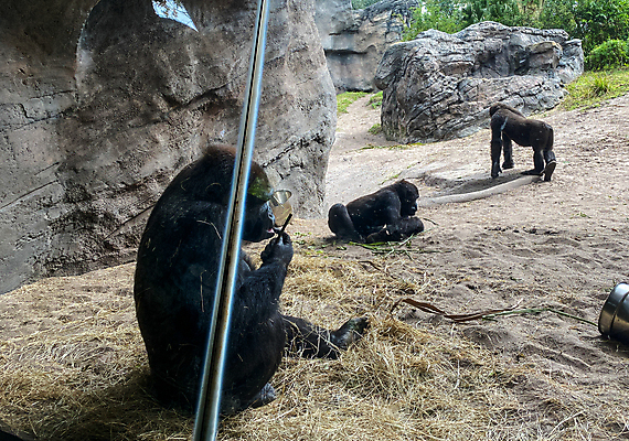 포토 JPG 해외이미지 동물 공원 여행 비즈니스 포유류 가족 아프리카 자연 하늘 건조 동물원 사람없음 야외 컬러풀 태양 미국 전시 사막 자녀 뜨거움 숲 위험 큼 사파리 장면 멸종 고릴라 남쪽 사바나 왕국 플로리다 해외포토 자연요소 공공시설 나라 컬러 컨셉 북아메리카 관계 크기 방향 생태계 파일형식 이미지허브