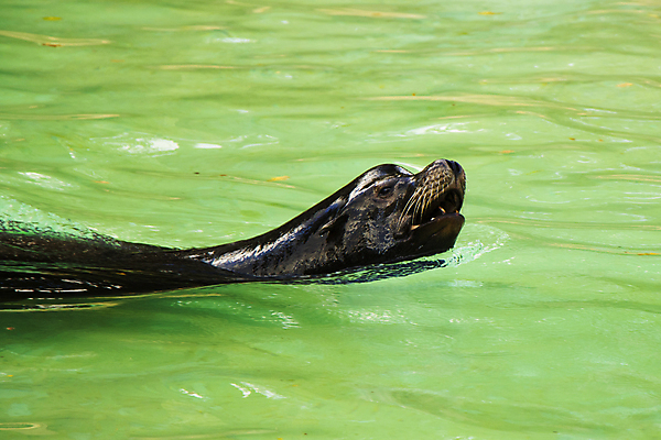포토 JPG 해외이미지 동물 한마리 공원 야생동물 바다 포유류 자연 동물원 사람없음 야외 옆모습 가로 물 관광지 컬러풀 뷰티 수영 흰색 숲 동물상 해외포토 멸종위기종 자연요소 1 공공시설 뷰포인트 컬러 여행 조형물 수상스포츠 생태계 파일형식 이미지허브
