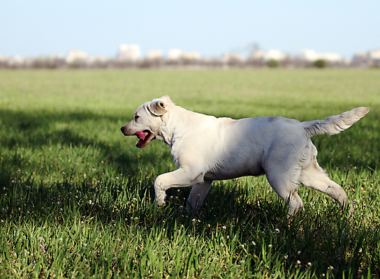 포토 JPG 해외이미지 응시 공원 행복 어린이 놀이 탁자 사람없음 반려동물 노란색 귀여움 기쁨 개 리트리버 달콤 강아지 래브라도리트리버 위치 창백 기르기 유래 해외포토 동물 시선 공공시설 감정 컬러 가구 컨셉 포유류 사람 맛 돌봄 파일형식 이미지허브
