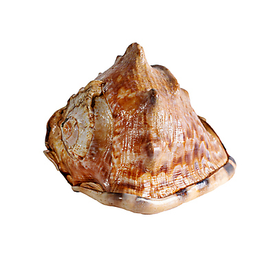 포토 JPG 해외이미지 모양 1 디자인 바다 백그라운드 자연 조개 조명 연체동물 뿔 나선형 건강 사람없음 장식 빛 갈색 금지 껍질 흰색 시간 플랫 소라 고독 헬멧 오브젝트 준비 싱글 위치 고립 끈적임 해외포토 감정 컬러 무늬 어패류 무척추동물 보호장비 생태계 파일형식 이미지허브