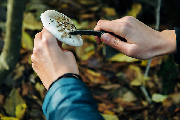 포토 JPG 해외이미지 식물 계절 음식 다이어트 채소 자연 건강 사람없음 야외 초록색 갈색 바구니 맑음 식사 버섯 하이킹 수확 신선 숲 수집 먹기 허브 유기농 성분 내추럴 곰팡이 그물버섯 삼림지대 식용 해외포토 웰빙 컬러 농업 모션 레저 날씨 생태계 파일형식 이미지허브