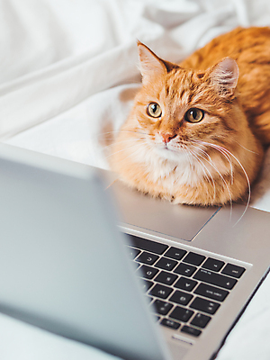 포토 JPG 해외이미지 사람없음 노트북 귀여움 고양이 이불 흰색 침대 해외포토 컬러 가구 컨셉 포유류 침구 전자제품 반려동물 파일형식 이미지허브