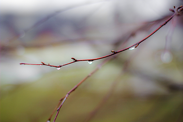 포토 JPG 해외이미지 나무 식물 계절 백그라운드 잎 자연 아침 날씨 추상 사람없음 야외 목재 물 빛 반사 갈색 환경 활발 회색 젖음 추위 안개 물방울 나뭇가지 신선 액체 떨어짐 숲 이슬 11월 빗방울 집중 10월 내추럴 벌거벗은 효과 해외포토 주간 자연요소 컬러 컨셉 무늬 재료 비_날씨 날짜 생태계 파일형식 이미지허브