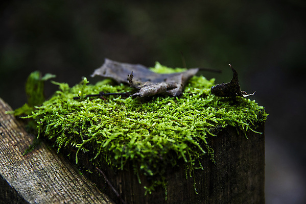 포토 JPG 해외이미지 나무 식물 계절 공원 백그라운드 잎 패턴 오렌지 자연 이끼 풍경 사람없음 야외 목재 빨간색 초록색 여름 빛 컬러풀 햇빛 뷰티 갈색 노란색 환경 정원 봄 성장 가을 흰색 신선 숲 유기농 질감 내추럴 삼림지대 옛날 해외포토 웰빙 공공시설 컬러 무늬 과일 재료 태양 생태계 파일형식 이미지허브