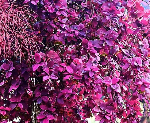 포토 JPG 해외이미지 분홍색 사람없음 야외 야자수 세이셸 야자수잎 해외포토 나무 컬러 잎 아프리카 파일형식 이미지허브