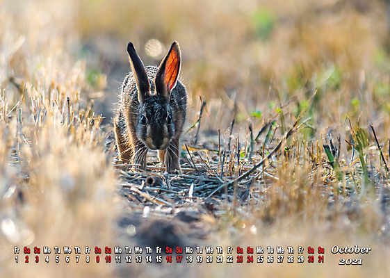 포토 JPG 해외이미지 나무 동물 디자인 계절 야생동물 백그라운드 겨울 포유류 자연 조류 설계 새로움 사람없음 야외 목재 가로 초록색 사무실 뷰티 갈색 다이어리 달력 시간 날짜 황무지 계획 숲 깃털 페이지 솜털 내추럴 월 해외포토 식물 컬러 컨셉 비즈니스 재료 사무용품 생태계 파일형식 이미지허브