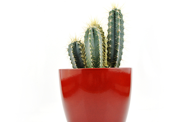 포토 JPG 해외이미지 나무 식물 꽃 화분 화초 잎 패턴 자연 선인장 주택 실내 사람없음 장식 초록색 뷰티 정원 사막 성장 신선 냄비 묘사 내추럴 진짜 해외포토 컬러 무늬 내부 건물 솥 생태계 파일형식 이미지허브