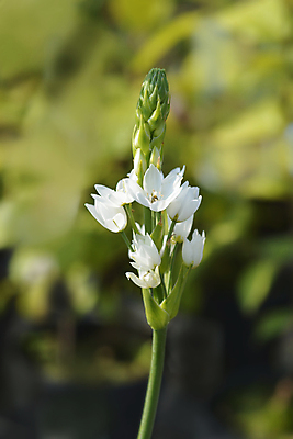 포토 JPG 해외이미지 식물 꽃 잎 자연 사람없음 야외 초록색 여름 정원 흰색 닫기 해외포토 계절 컬러 모션 생태계 파일형식 이미지허브