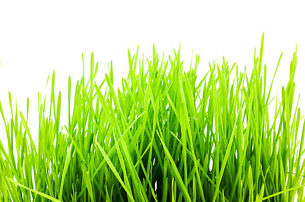 포토 JPG 해외이미지 자연 잔디 사람없음 빛 봄 흰배경 해외포토 식물 계절 백그라운드 흰색 생태계 파일형식 이미지허브