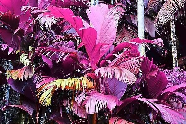 포토 JPG 해외이미지 분홍색 사람없음 야외 야자수 세이셸 야자수잎 해외포토 나무 컬러 잎 아프리카 파일형식 이미지허브