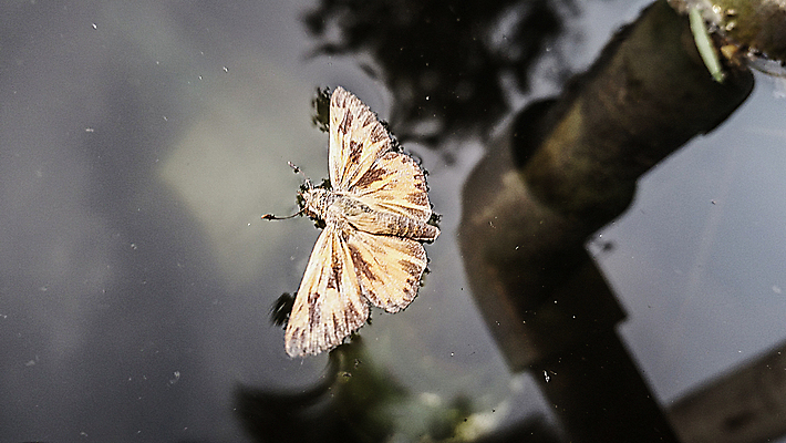 포토 JPG 해외이미지 나무 식물 꽃 분홍색 나비 곤충 백그라운드 날개 자연 부활절 건강 사람없음 물 여름 뷰티 반사 우주 맑음 봄 성장 벚꽃 흰색 나뭇가지 신선 투명 개화 체리 선택 과수원 홍수 순수 아로마 내추럴 고립 꽃수술 해외포토 자연요소 동물 계절 기념일 컬러 컨셉 농업 과일 날씨 자연재해 생태계 파일형식 이미지허브