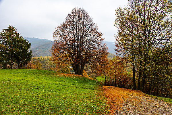 포토 JPG 해외이미지 나무 식물 디자인 계절 공원 백그라운드 잎 밭 오렌지 자연 벽지 하늘 풍경 사람없음 야외 목재 빨간색 초록색 컬러풀 노란색 환경 정원 이탈리아 가을 시골 황금 숲 오솔길 11월 장면 내추럴 생태학 엘리먼트 해외포토 공공시설 교육 유럽 길 컬러 농업 과일 재료 날짜 생태계 파일형식 이미지허브