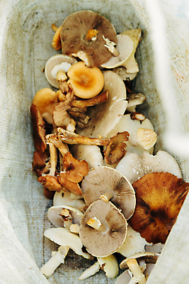 포토 JPG 해외이미지 식물 계절 음식 다이어트 채소 자연 건강 사람없음 야외 초록색 여름 갈색 바구니 맑음 식사 버섯 하이킹 수확 가을 신선 숲 수집 먹기 허브 유기농 성분 내추럴 곰팡이 그물버섯 삼림지대 식용 해외포토 웰빙 컬러 농업 모션 레저 날씨 생태계 파일형식 이미지허브